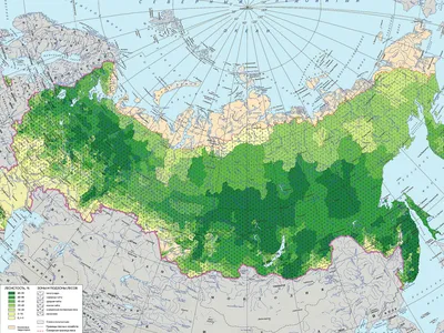 Российские леса | Пикабу