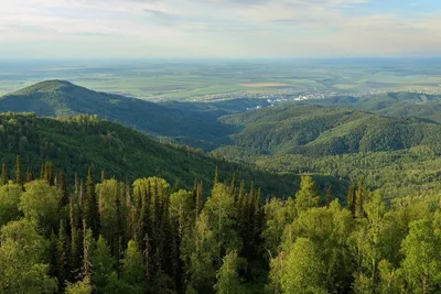 Цена российского леса: углеродная математика и бесхозяйственное  лесопользование | Лесной комплекс