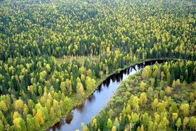 Купить постер (плакат) Зоны и подзоны лесов России для интерьера