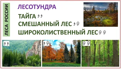 WWF назвал пять древнейших лесов в России, которые могут исчезнуть - РИА  Новости, 03.03.2020