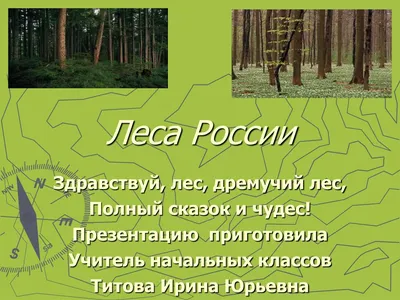 Леса России, загадка и красота природы | Лесная крепь | Дзен