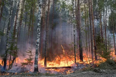 Зона смешанных и широколиственных лесов - 56 фото