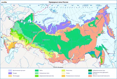 Леса России – все их любят, все их рубят