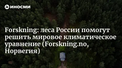 Частные леса в России: в Госдуме обсудили идею - KP.RU