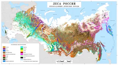 Как Россия лишилась древних лесов — 08.04.2022 — Статьи на РЕН ТВ