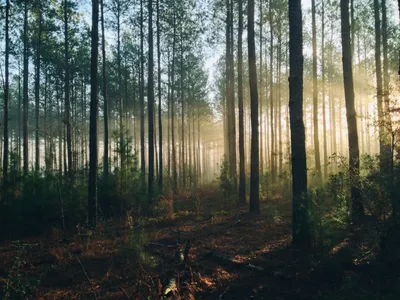 Нет без леса России...»: к Международному дню лесов
