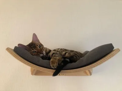 Домик лежанка для кошки (обзор): недорого, красиво и уютно - ПетОбзор