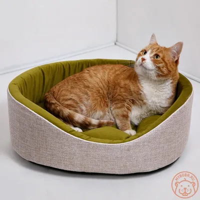 Купить Beeztees Лежанка для кошек Mukke - доставка, цена и наличие в  интернет-магазине и аптеках Доктор Вет