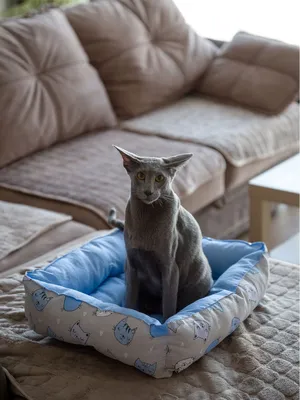 Лежанки для кошек купить в Новосибирске в интернет-магазине «Мокрый нос»
