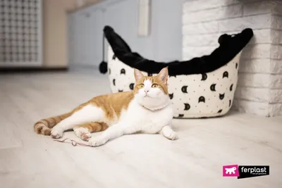 Лежанка для кошки своими руками: 5 простых моделей, которые легко сшить —  BurdaStyle.ru