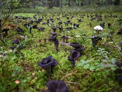 Лисичка настоящая - Cantharellus cibarius - Грибы Уломы Железной