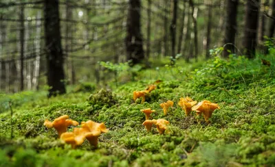 Грибы лисички в лесу. Съедобных грибов Стоковое Изображение - изображение  насчитывающей еда, пуща: 170223241