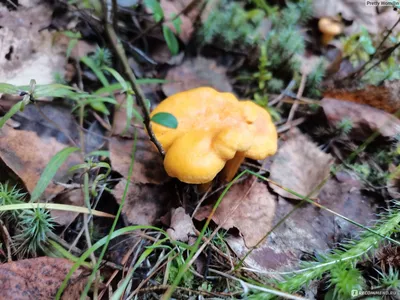 Лисичка обыкновенная Cantharellus …» — создано в Шедевруме