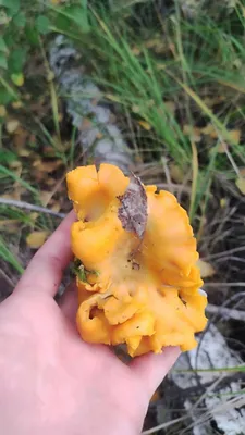 Грибы лисички в лесу. Съедобных грибов Стоковое Фото - изображение  насчитывающей грибы, вкусно: 210175270