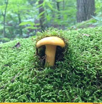 Где растут грибы лисички и в каком лесу? | Дачник.RU | Дзен