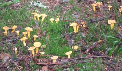 Самые чистые грибы в лесу»: что приготовить из лисичек - Газета.Ru