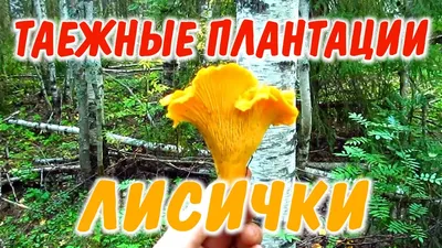 лес :: лисички (грибы) :: Природа (красивые фото природы: моря, озера, леса)  :: гриб :: anon / картинки, гифки, прикольные комиксы, интересные статьи по  теме.