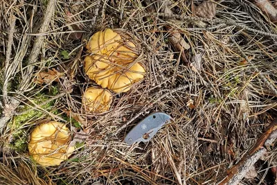 Желтые грибы \"лисички\" в осеннем лесу - Экологичные фотообои из  Санкт-Петербурга Экологичные фотообои из Санкт-Петербурга