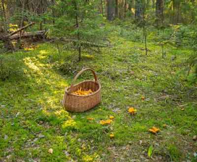 В лесах Тверской области грибники наткнулись на страшные чёрные лисички -  ТИА