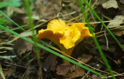 Дикие золотые грибы лисички в лесу. Съедобных грибов осени Стоковое  Изображение - изображение насчитывающей пуща, свеже: 195494489