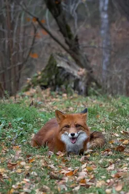 Как орет лиса в лесу? - Truehunter.ru