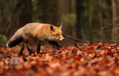 В природном парке Лигатне снова живут лисы / Статья