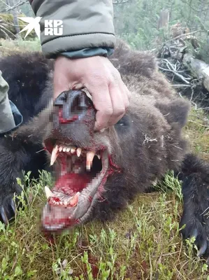 Фото людей после нападения медведей фото