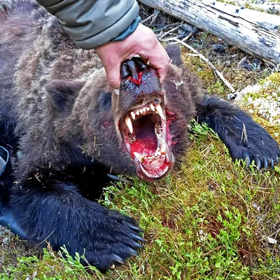 после нападения медведя. | Пикабу