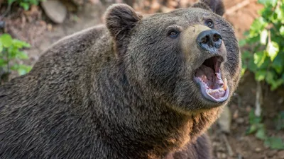 Выживший после нападения медведя в Ергаках: «Смирился со смертью, лег  головой вниз, жду, пока добьет
