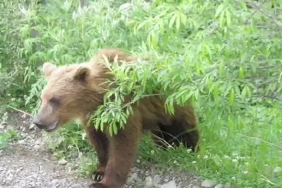 Озвучены подробности смертельного нападения медведя на человека в  Алматинской области