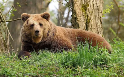 Российский фотограф рассказал, как научился ладить с медведями - Российская  газета