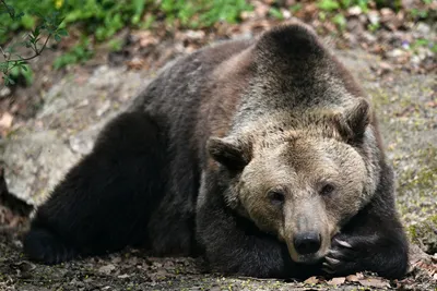 Скальпированные медведем в Чаянде мужчины пришли в сознание