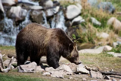 Почему на Колыме медведи идут в населенные пункты - Российская газета