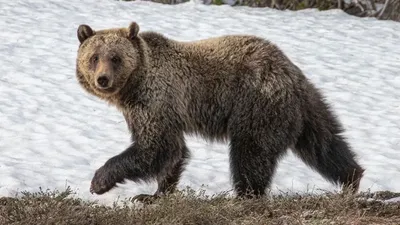 Медведь напал на семейную пару в канадском парке — РБК