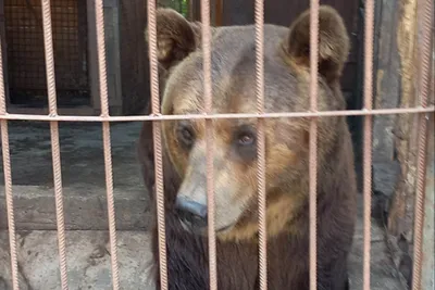 Два человека погибли при нападении медведя гризли в канадском национальном  парке