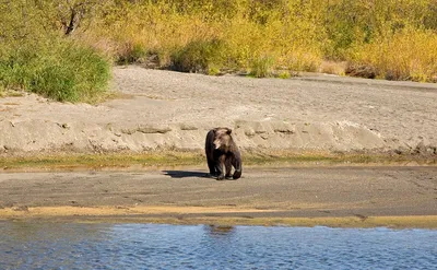 Ноябрянин стал свидетелем нападения медведя на вахтовиков | Ямал-Медиа