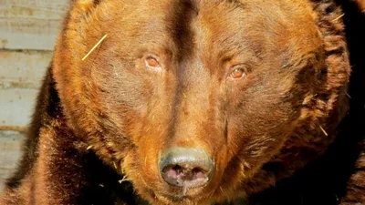 В Словакии участились случаи нападения медведей на людей | ИА Красная Весна