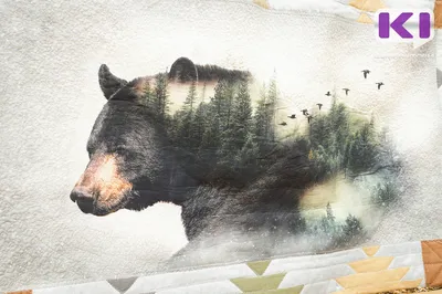 На Сахалине начали обследовать леса после нападения медведя на женщину — РБК