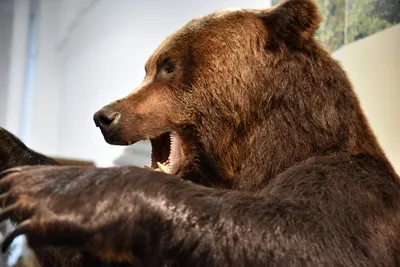 Фиксируется глобальное увеличение числа нападений медведей на людей
