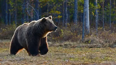 Люди сами становятся инициаторами»: эксперт объяснил, почему медведи  забредают в населённые пункты — ЯСИА