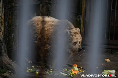 Стали известны обстоятельства нападения медведя на лесозаготовителей в  Троицко-Печорском районе | Комиинформ