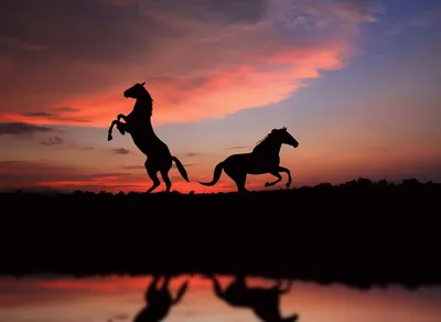 Лошади на Закате - Фотообои на заказ в интернет магазин arte.ru. Заказать  обои Лошади на Закате Арт - (16299)
