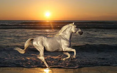 Море, закат... лошадь | Лошади, Редкие породы, Животные