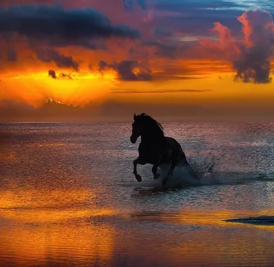Скачущая лошадь на закате стоковое фото ©adrenalina 135905440
