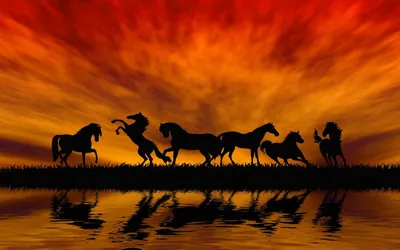 Лошади на закате - красивые фото