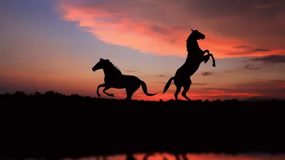 Обои на рабочий стол Силуэты лошадей у водоема, на фоне заката, обои для  рабочего стола, скачать обои, обои бесплатно