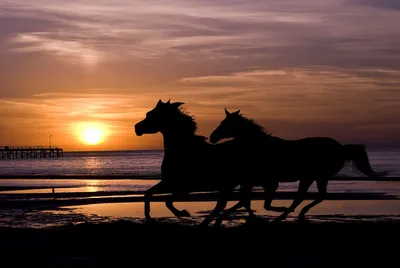 Лошадь катается на закате» — создано в Шедевруме