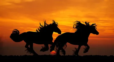 лошадь на закате возле деревьев, бесплатное изображение лошади фон картинки  и Фото для бесплатной загрузки