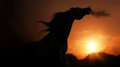 Алмазная мозаика Лошадь в закате