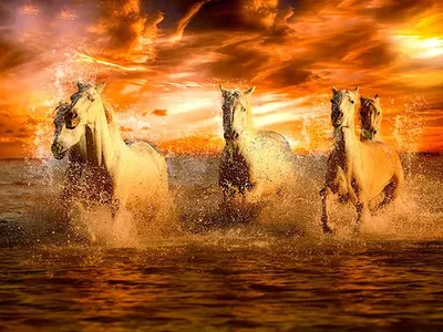 лошади, кони, луг, лошади на лугу, лошади в поле, закат | Foto di cavalli,  Fotografie di cavalli, Cavalli bellissimi